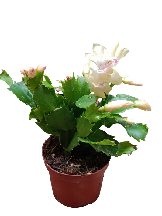Cactus De Navidad Flor Amarilla Planta Colgante Ø9_0