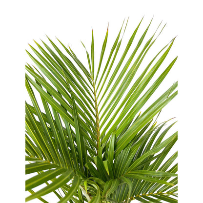 Mascarena Verschaffelti M21 100cm_1