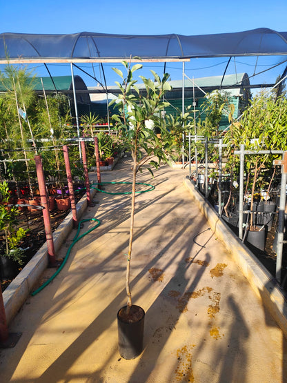 Manzano Grany Smith Maceta_1