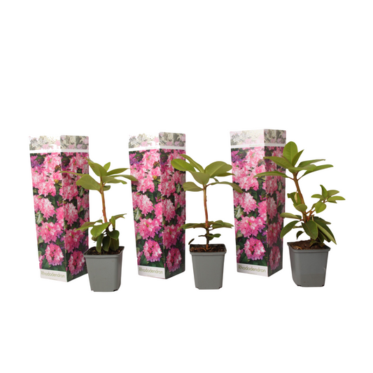 Rododendro - 3 Pzs - Rhododendron Roseum 'elegans Pink' - Altura 25-40cm - ⌀9cm_0