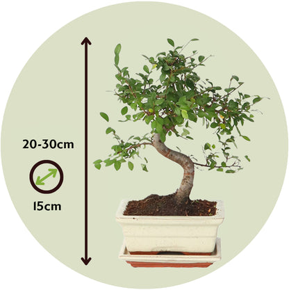 Zelcova Del Japón - Zelkova Serrata - Altura 20-25cm - ⌀15cm