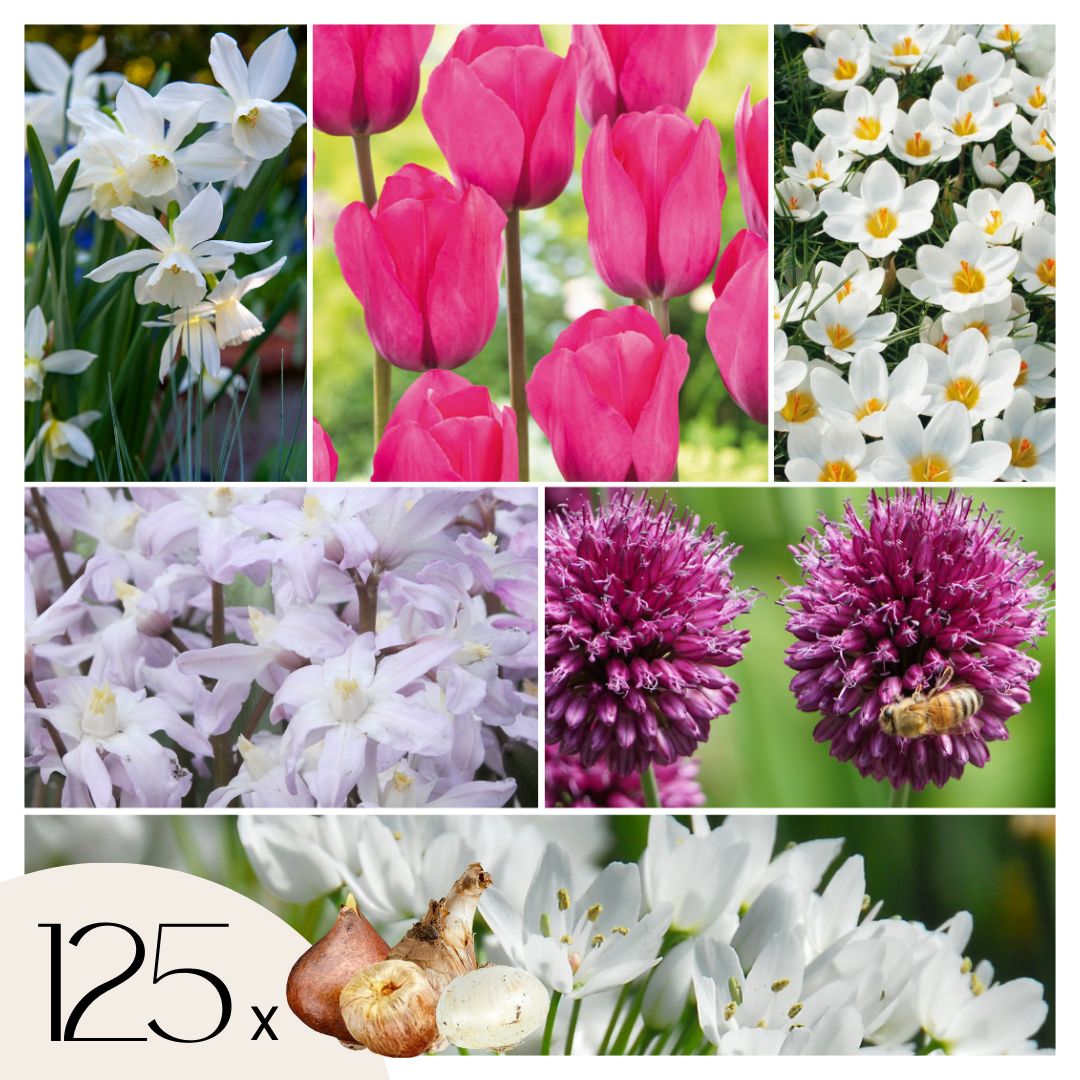 Mezcla De Bulbos De Flor - 125 Pzs - Púrpura_0