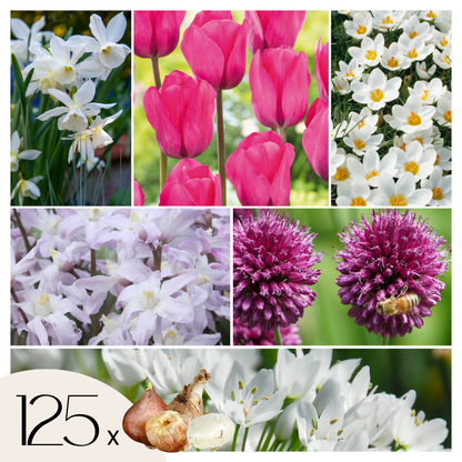 Mezcla De Bulbos De Flor - 125 Pzs - Púrpura_0