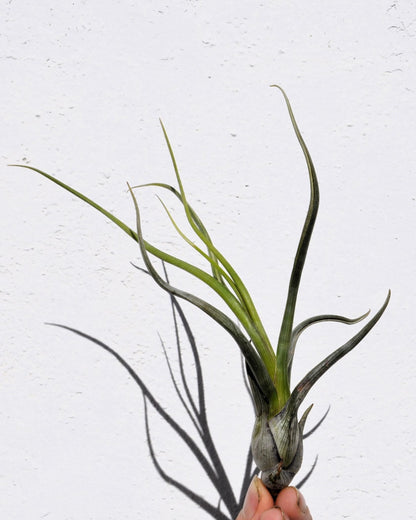 Tillandsia pseudobaileyi [small]; planta del aire, fácil cultivo; Curiosarium; altura 15 cm, diámetro 8 cm_3