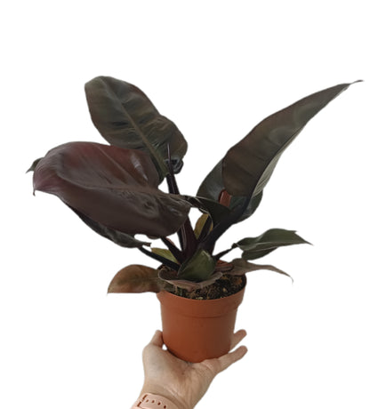 Philodendron Imperial Red M12