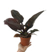 Philodendron Imperial Red M12