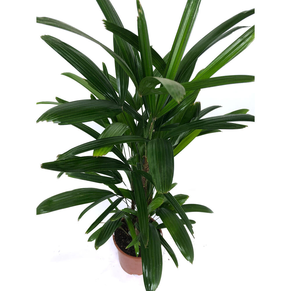Raphis Excelsa M17 60cm (palma Bambú)