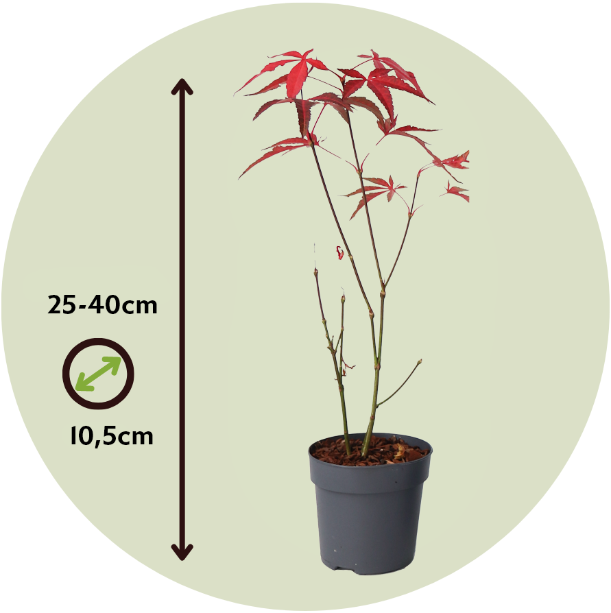 Arce Japonés - Acer Palmatum 'atropurpureum' - Altura 25-40cm - ⌀105cm_2
