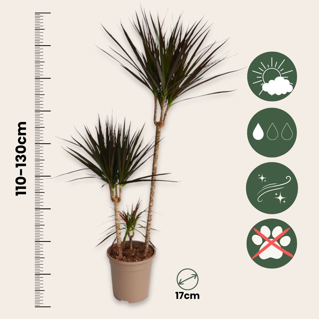Drácena - Dracaena Marginata 'magenta' - Altura 110-130cm - ⌀24cm