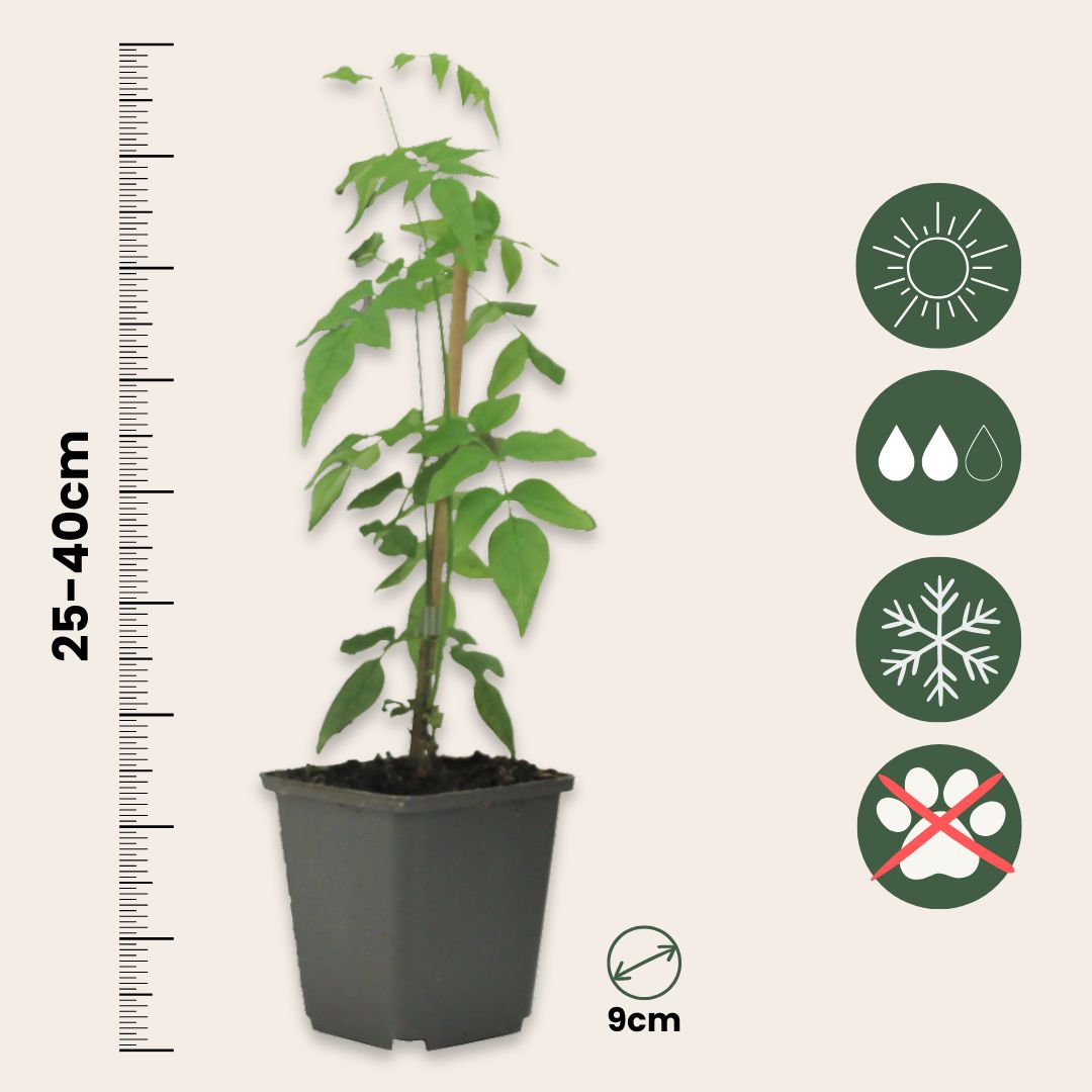 Jazmín Estrellado - 6 Pzs - Jasminum 'officinale'  - Altura 25-40cm - ⌀9cm