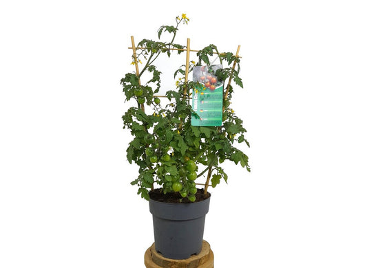 Tomate Cherry Con Espaldera M19 60cm_0
