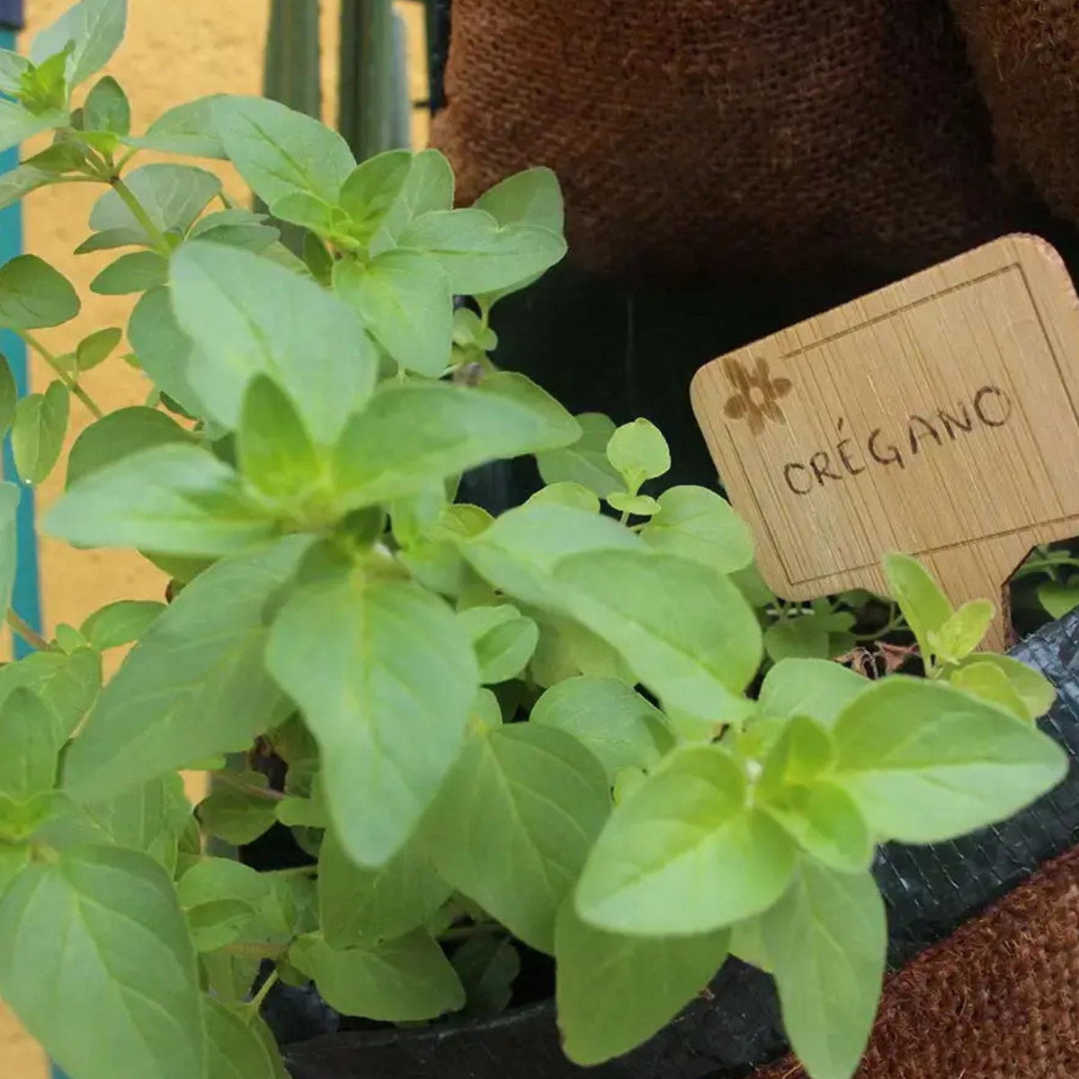 Kit De Cultivo De Orégano Grow Me – Huerto Urbano Ecológico_1