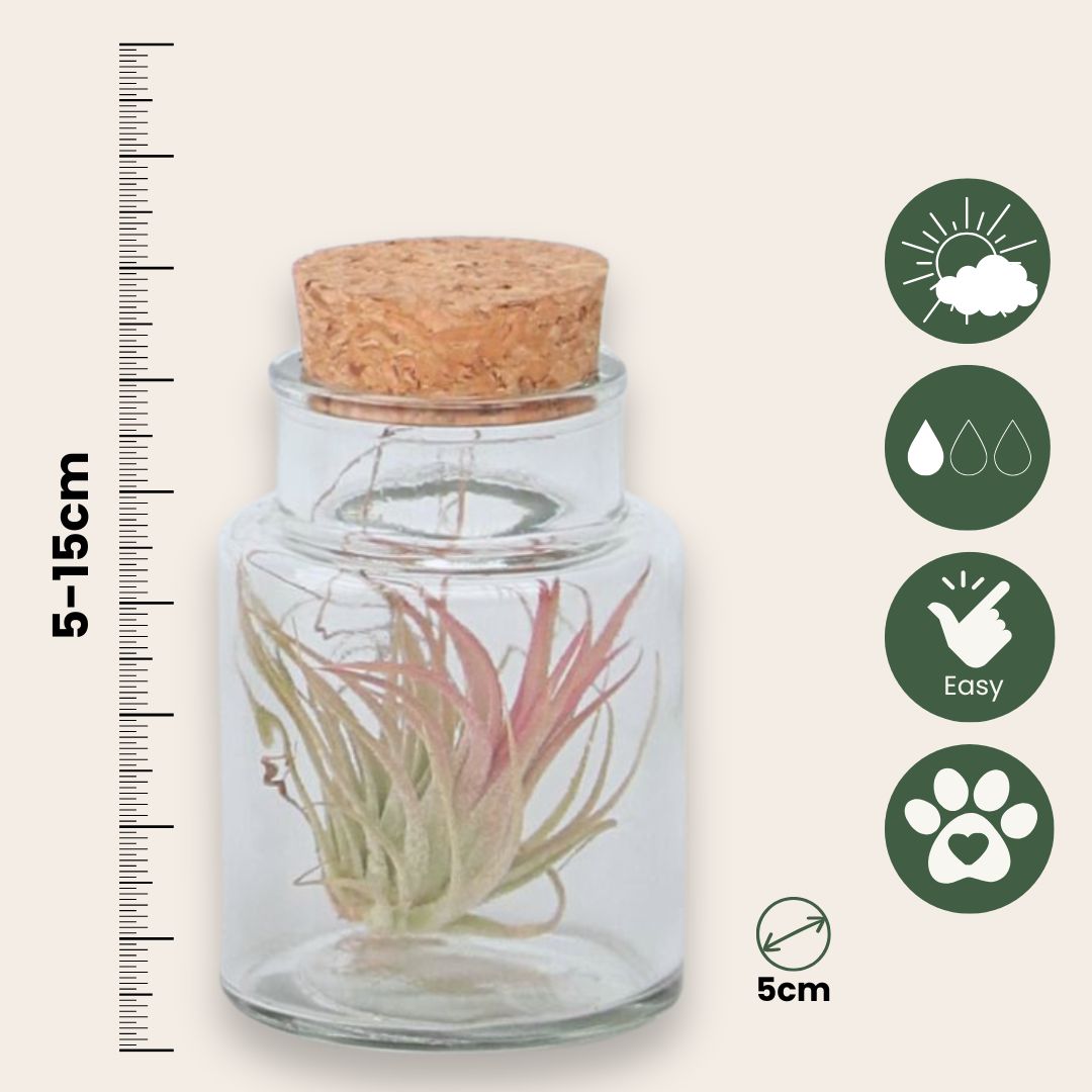 Claveles De Aire - 3 Pzs - Tillandsia - Altura 5-15cm - ⌀5cm_2