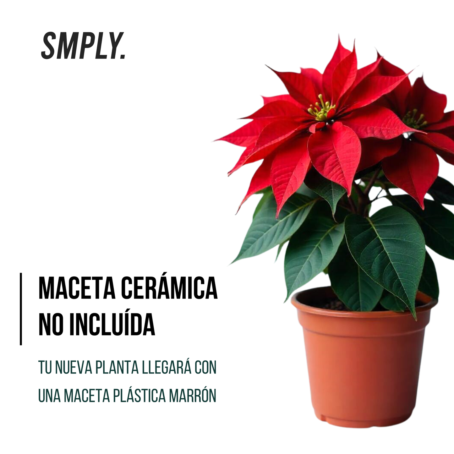 Smply. | Flor De Pascua Poinsettia En Maceta De 17 Cm | Fácil De Cultivar_1