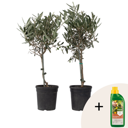 Olivo - 2 Pzs - Olea Europaea - Altura 50-60cm - ⌀14cm