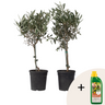 Olivo - 2 Pzs - Olea Europaea - Altura 50-60cm - ⌀14cm