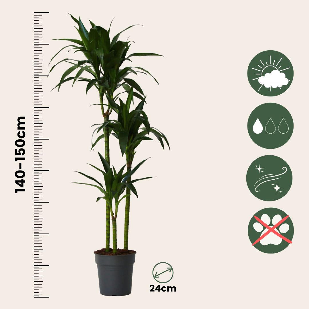 Drácena - Dracaena Deremensis 'janet Craig' - Altura 140-150cm - ⌀24cm_2