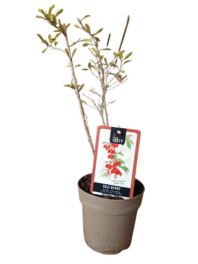 Planta Goji Rojo Arbol Frutal Raro Con Frutos Rojos Comestibles_0