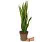 Sansevieria Laurentii M17 65cm (lengua De Suegra)