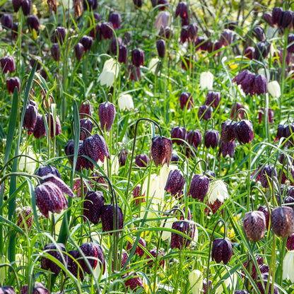 Tablero De Damas - 30 Pzs - Fritillaria 'meleagris' - Bulbos De Flores
