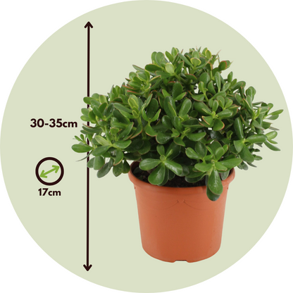 Árbol De Jade - Crassula Ovata 'minor' - Altura 30-35cm - ⌀17cm