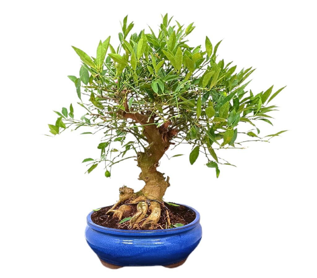 Bonsái Citrus Limequat 19 Años (limonero)_1