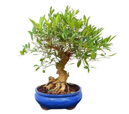 Bonsái Citrus Limequat 19 Años (limonero)_1