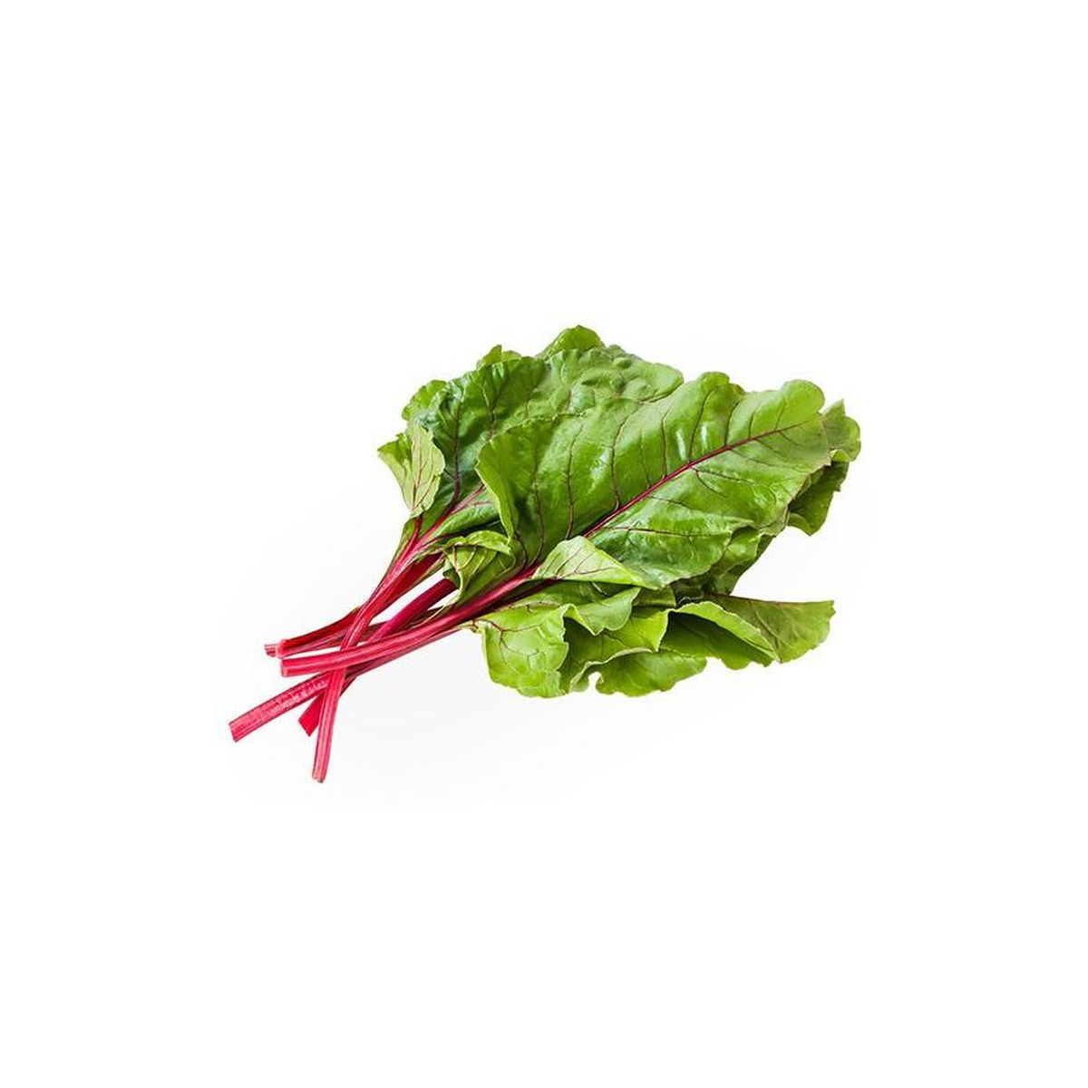 Plantón De Acelga Roja 6 Uds. Gama Tradicional_0