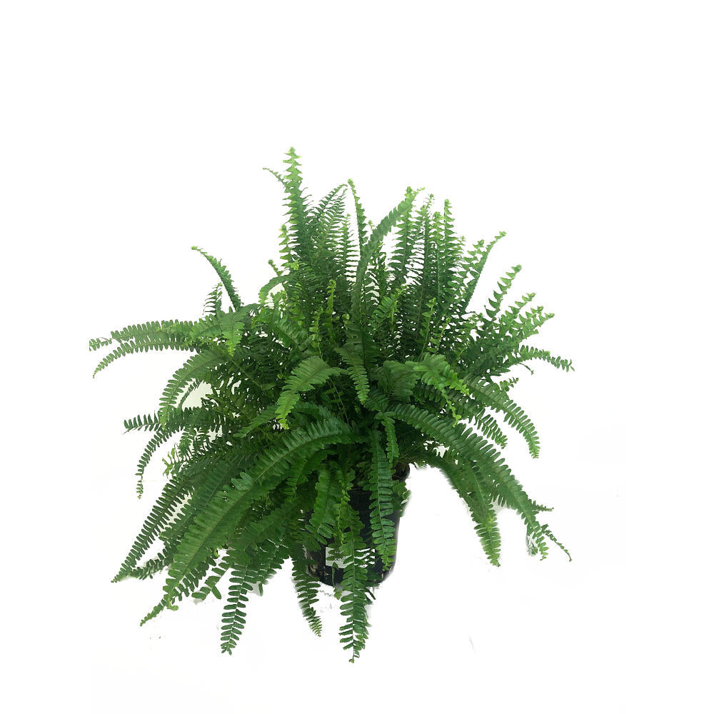 Helecho Cordata M20 65cm_0