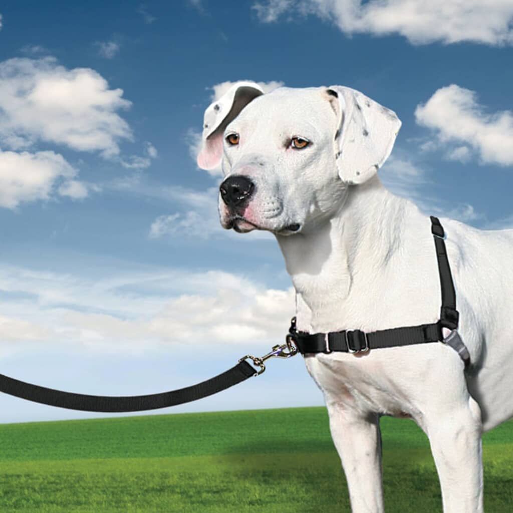 Petsafe Arnés Para Perros Easy Walk Negro M_2