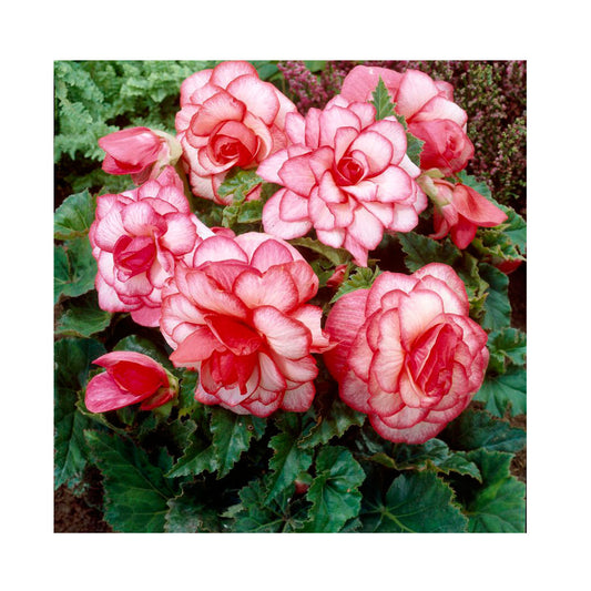 1 Bulbo De Begonia 'bouton De Rose' Planta De Flor_0