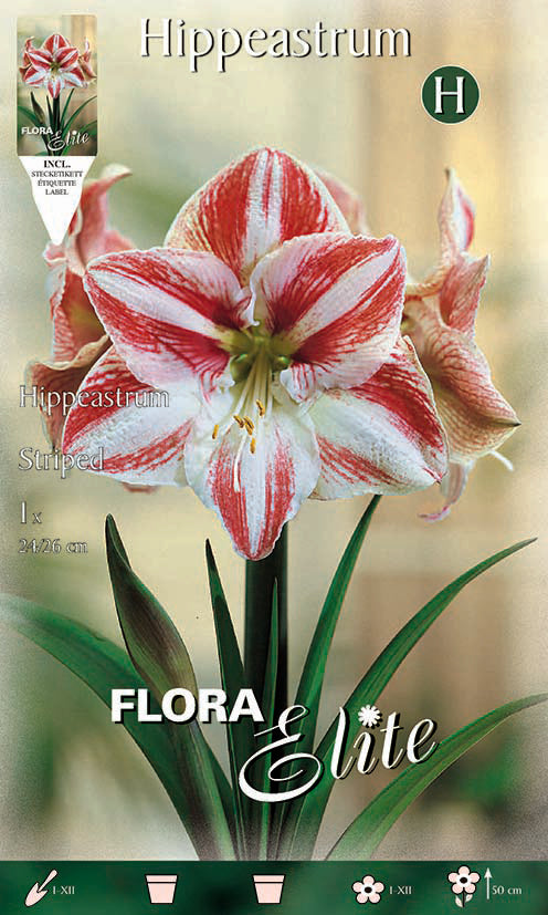 Bulbo Amarilis estriado rojo-blanco 1 ud