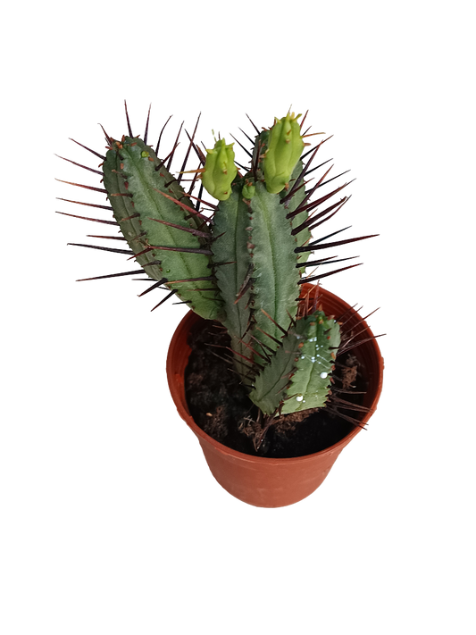 Euphorbia Enopla Planta Suculenta Ø5 Cms