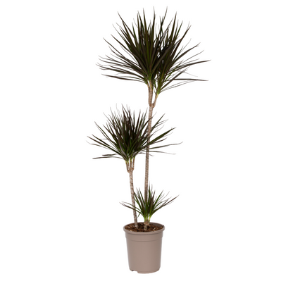 Drácena - Dracaena Marginata - Altura 110-130cm - ⌀24cm