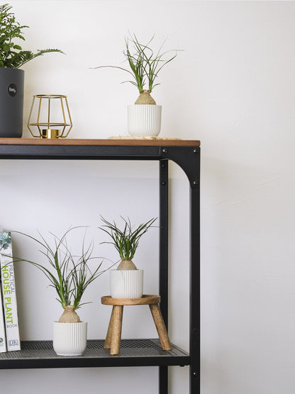 Nolina Beaucarnea | Altura 50cm - Maceta 17cm