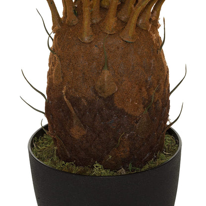 Planta De Piña Altura 93_4
