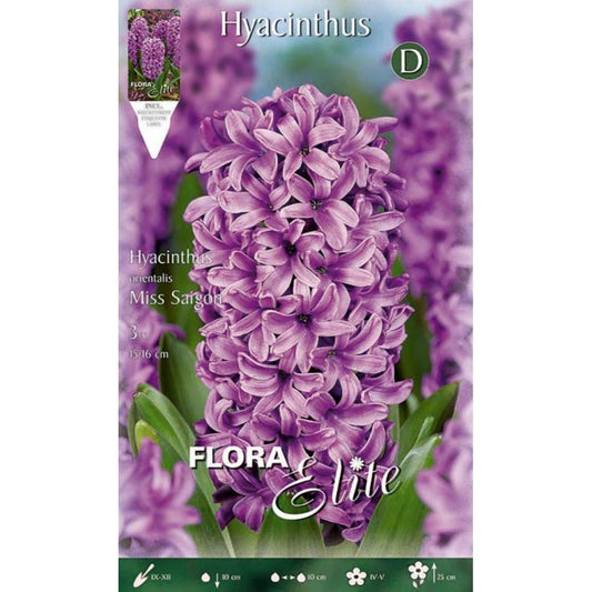 Bulbos Jacinto violeta 3 uds