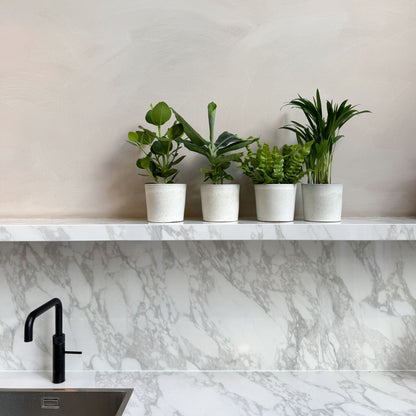 Plantas De Interior 'cuarteto Verde' - 4 Pzs - Altura 25-40cm - ⌀12cm