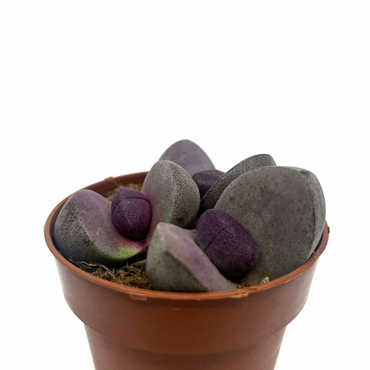 Pleiospilos Nelii Cv Royal Flush Cactus Y Suculentas M8,5 cm Ø_0