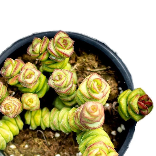 Crassula Marnieriana (collar De Jade, Pagoda China); Planta Suculenta; Curiosarium; Diámetro Maceta 10,5 Cm_0