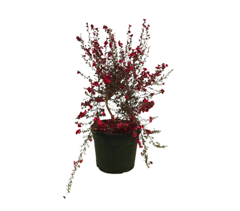Leptospermum Scoparium Red Damask M19 60cm_0