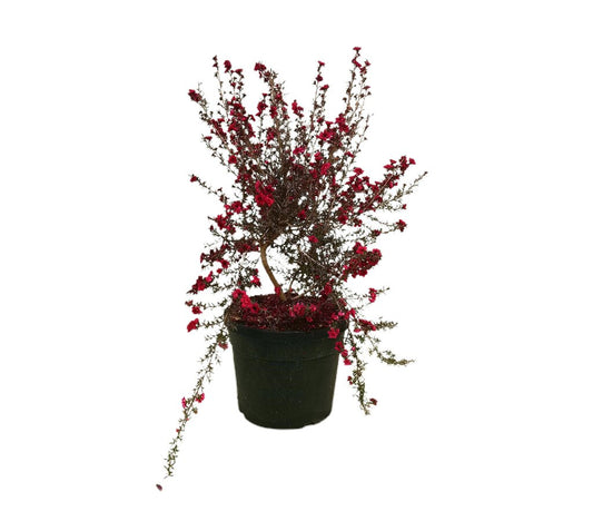 Leptospermum Scoparium Red Damask M19 60cm_0