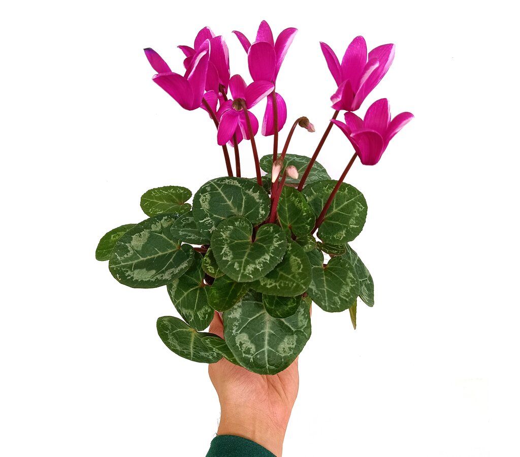 Cyclamen Persicum M12 30cm_0