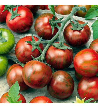 Plantón Tomate Cherry Negro (10 Unidades)_0