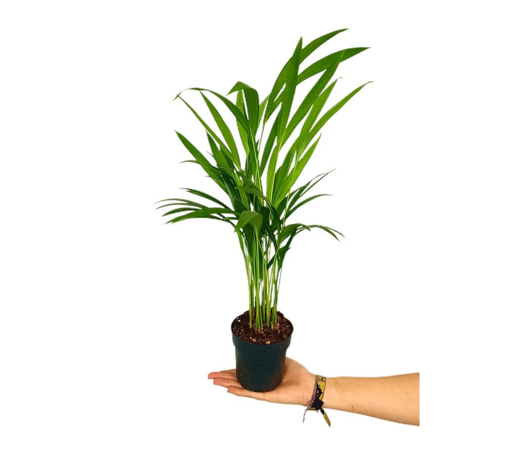 Areca Lutescens M10_0