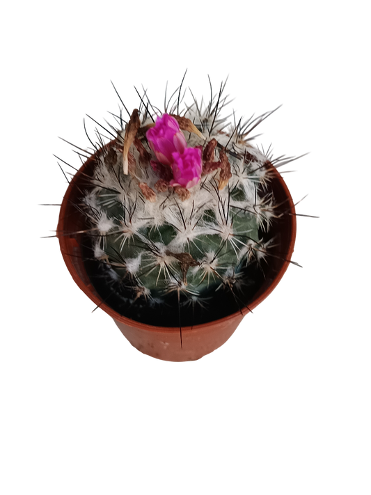 Turbinicarpus horripilus Cactus Planta Suculenta Ø5