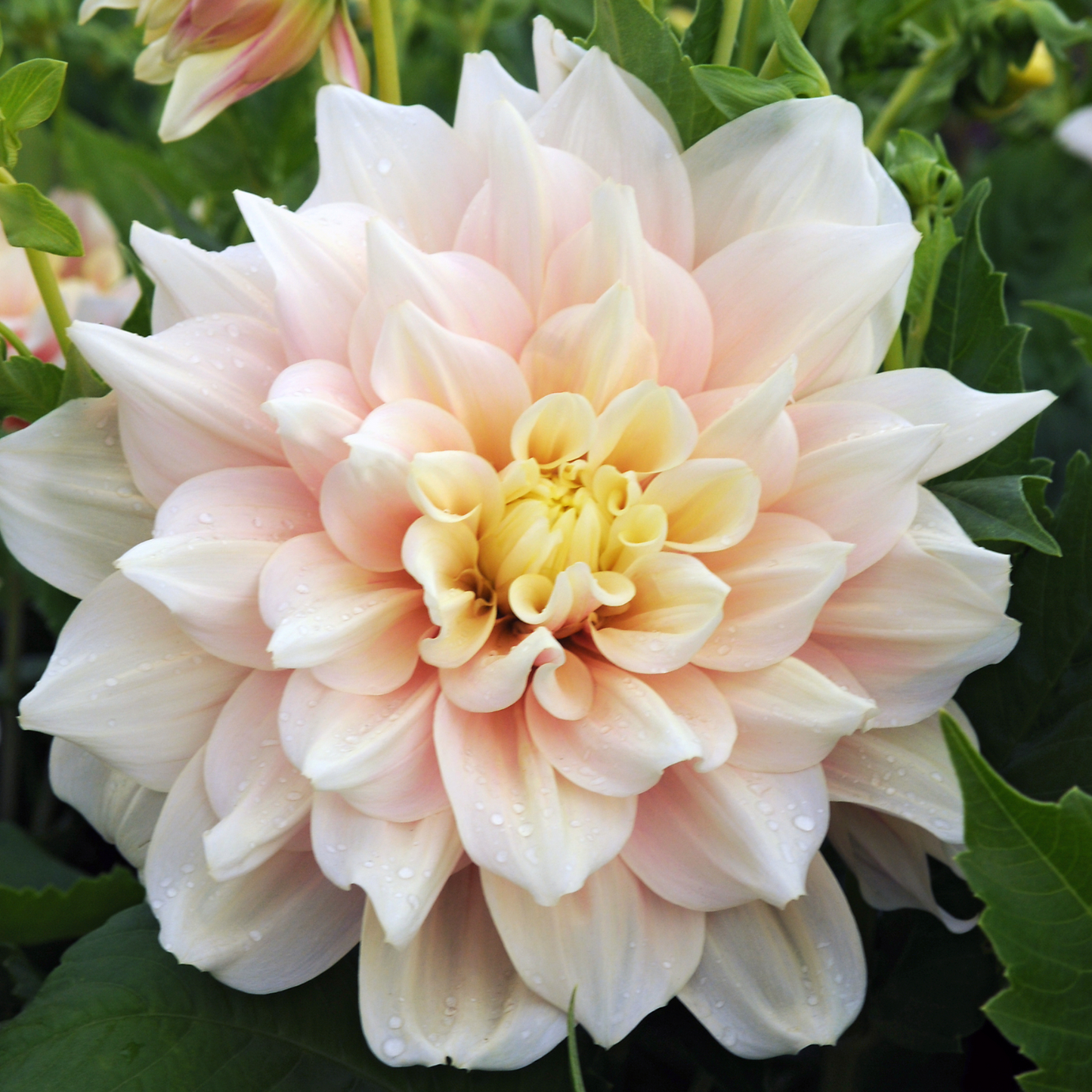 Tubérculos De Dalia - 3 Pzs - Dahlia 'break Out' - Rosa_3
