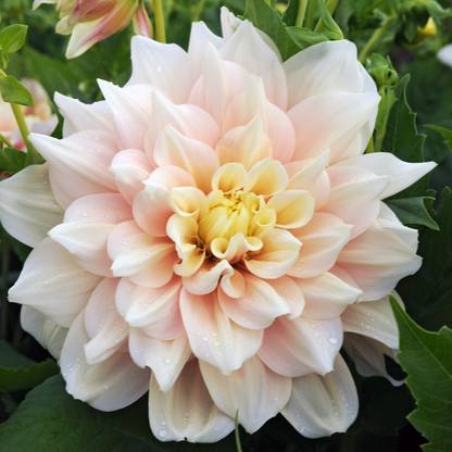 Tubérculos De Dalia - 3 Pzs - Dahlia 'break Out' - Rosa_3