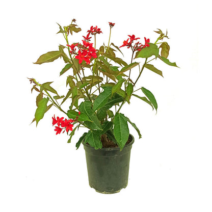 Jatropha Integerrima M20 65cm (peregrina)_0