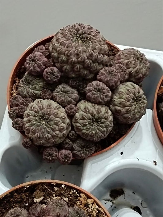 Rebutia Rauschii Morada Ø 8.5 Cactus Sin Pinchos_0